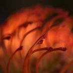 Ray Needham Photo 6