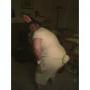Paul Willard Photo 33