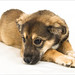 Sherry Shepherd Photo 19