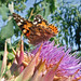 Cynthia Fiore Photo 13