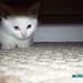 Angelia Green Photo 17