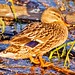 Gayle Bird Photo 7