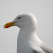 David Herring Photo 44