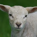 Kent Lamb Photo 7