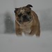 Frank Buford Photo 11