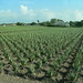 Vera Miller Photo 11