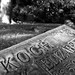 Elizabeth Koch Photo 30