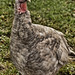 Cathleen Gray Photo 15