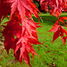Alice Maple Photo 13