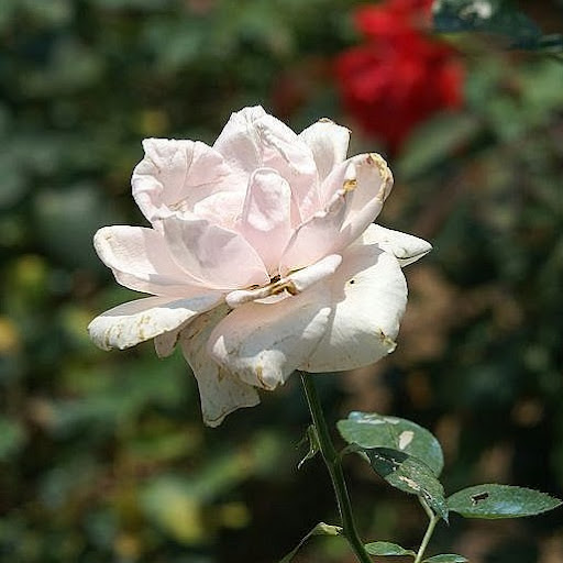 Bin Lin Photo 32