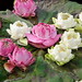 Rose Thompson Photo 35