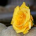 Sheree Rose Photo 19