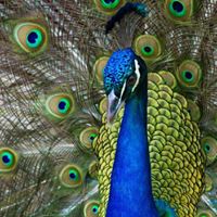 Debra Farris Photo 14