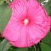 Sharon Hardy Photo 21