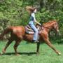 Shelley Jamison Photo 11