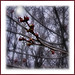 Jerry Woods Photo 26