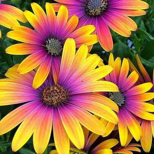 Susan Lynn Photo 19