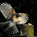 Jay Heath Photo 11