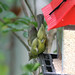 Debra Brake Photo 8