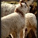Patricia Lamb Photo 18