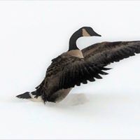 Joel Carlson Photo 36