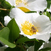 Rose Mckinney Photo 29