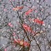 Li Tang Photo 34