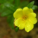 Sam Vang Photo 18