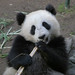 Su Chew Photo 10