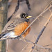 Robin Weber Photo 18