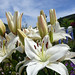 Cynthia Flowers Photo 14
