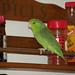 Isis Cook Photo 6