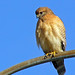 Deborah Hawk Photo 15