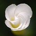 Julie Blom Photo 9