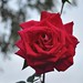 Terri Rose Photo 18