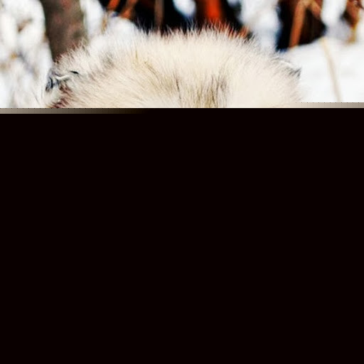 Tong Li Photo 34