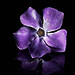 Regina Sparks Photo 12