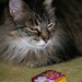 Candy Mitchell Photo 22