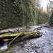 Fern Davidson Photo 13