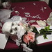 Susan Shaeffer Photo 14