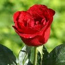 Rose Angel Photo 36