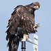 Alan Estep Photo 18