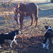 Patrick Collie Photo 9