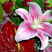 Lilly Rosa Photo 14