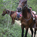 Fausto Lopez Photo 30
