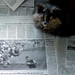 Annie Tiger Photo 15