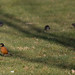 Robin Mcgill Photo 17