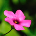 Rosa Woods Photo 8