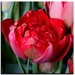 Joy Masters Photo 19