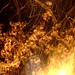 Cherry Sparks Photo 10